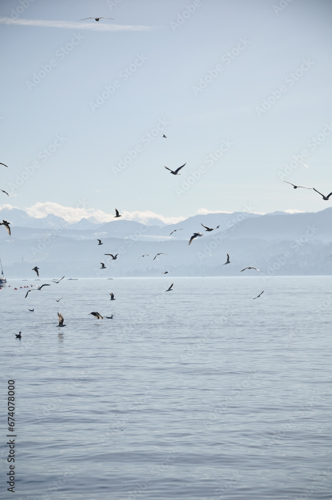 birds flying high at the zürich lake