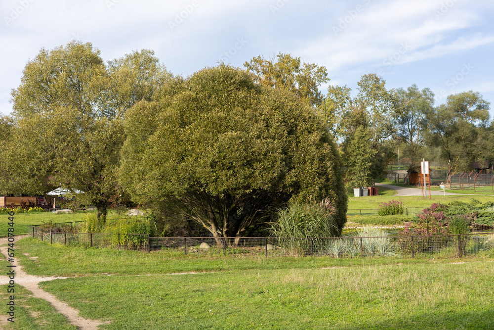 A beautiful lush tree stands in a meadow on the shore of a small pond in the park. Beautiful nature giving peace and tranquility. A tree with a lush crown strewn with leaves on the shore of a pond. A beautiful lush tree stands in a meadow on the shore of a small pond in the park. Beautiful nature giving peace and tranquility. A tree with a lush crown strewn with leaves on the shore of a pond.