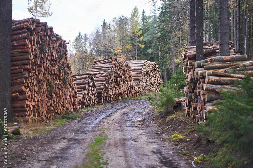 Large piles of spruce tree logs in the storage area along the forest road in the wood in Czech republic. Stored and waiting to be transported to sawmill as a sustainable and renewable biomass resource Large piles of spruce tree logs in the storage area along the forest road in the wood in Czech republic. Stored and waiting to be transported to sawmill as a sustainable and renewable biomass resource