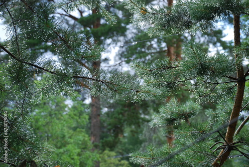 Raindrops on tree branches. Summer cloudy day, after the rain there were small balls of water on the branches and green needles of the pine tree. Drops hang on thin, long, straight tree needles.