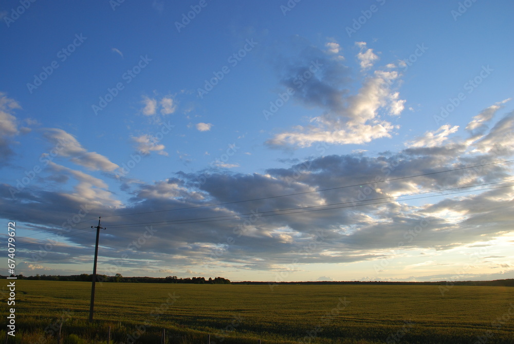 Obraz premium Evening sunset over the field. A wide field is sown with corn or cereals. There is a forest beyond the field. From above there is a blue sky with white-gray clouds. The sun dropped low to the horizon.