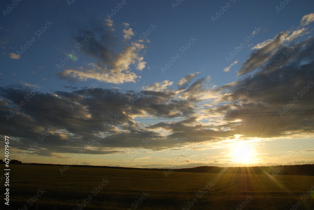Evening sunset over the field. A wide field is sown with corn or cereals. There is a forest beyond the field. From above there is a blue sky with white-gray clouds. The sun dropped low to the horizon.