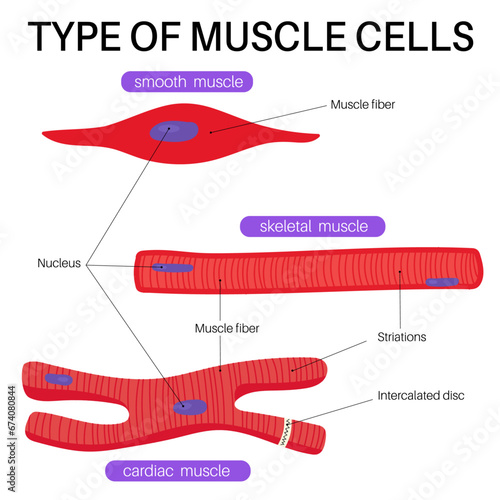 Types of muscle cells : skeletal, cardiac, and smooth.