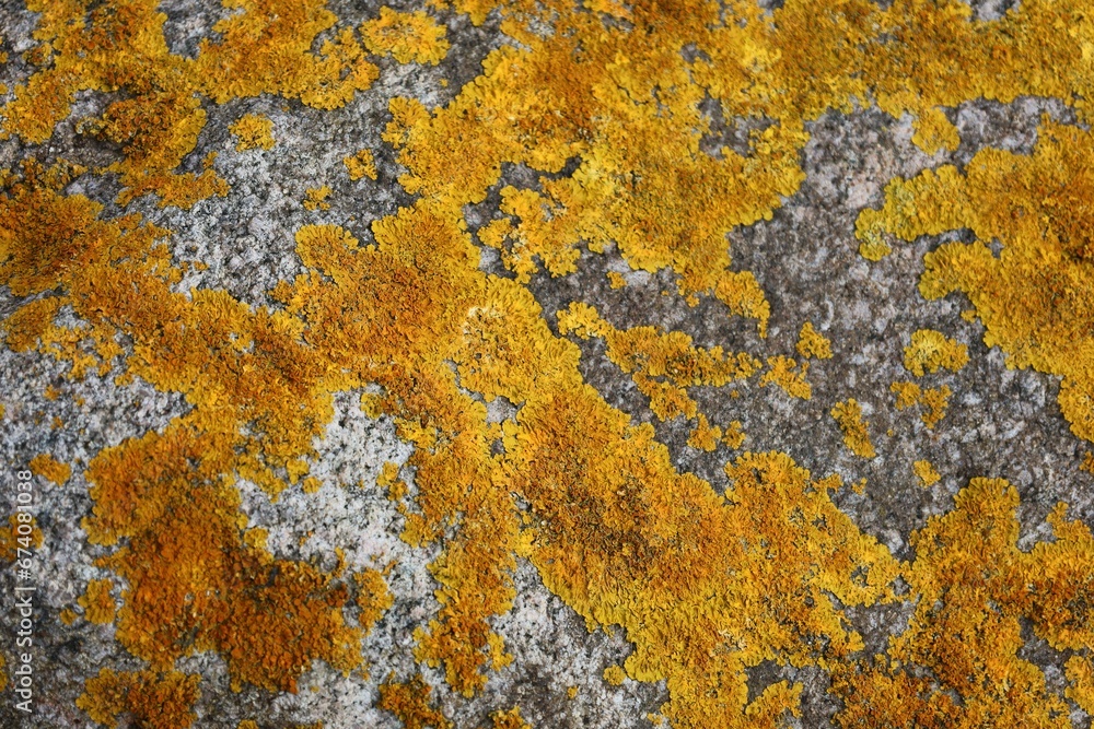 yellow lichen on the rock yellow lichen on the rock