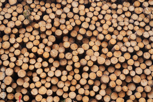 Background from freshly harwested spruce tree wood logs stacked on each other in pile close up picture. to be used as firewood in the winter season.