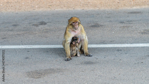Photography Wild animal monkey and her baby sitting on an asphalt road, Morocco