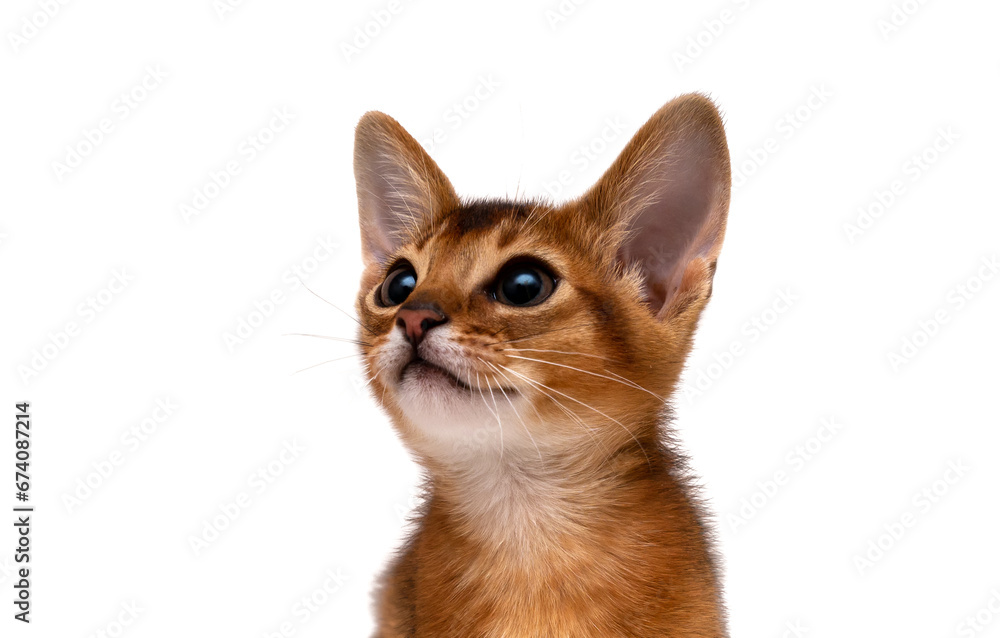 Portrait of a funny little Abyssinian red kitten with green eyes, looking up curiously