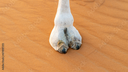 Closeup view of a large white camel foot or toe with large nails standing on sand photo