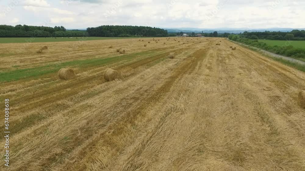 field of wheat field of wheat