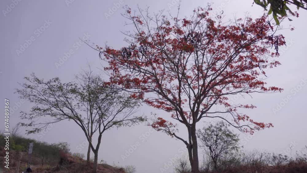 Flamboyant tree with its orange flowers, Delonix regia, also called royal poinciana stands tall in a garden Flamboyant tree with its orange flowers, Delonix regia, also called royal poinciana stands tall in a garden