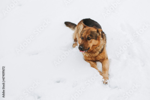 Dog German Shepherd in winter field forest, running playing with snow, training the animal in harsh conditions, wind blowing. Christmas Time, New Year   © Volodymyr