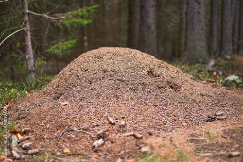Anthill in the deep forest. Ant colony of Formica rufa, also known as red wood ant, southern wood ant, or horse ant nests of these ants are large, dome-shaped mounds of grass, twigs or conifer needles