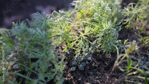 Extreme close up of germinated dill herb limping from frost while sun illuminated ice crystals and shining through plant. photo