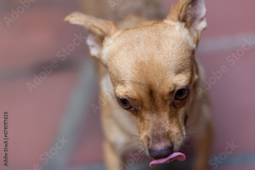 Chihuahua dog with tongue out in the park. Selective focus.