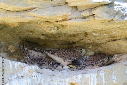 Common Kestrel, Falco tinnunculus, little bird of prey photo