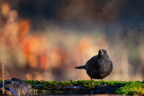 Common blackbird male Turdus merula in the wild