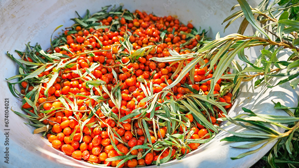 Orange sea buckthorn berries and leaves. Basket, basin with sea buckthorn Orange sea buckthorn berries and leaves. Basket, basin with sea buckthorn