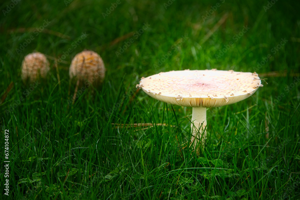 Large Mushroom, Wild in the Grass with a Glow Large Mushroom, Wild in the Grass with a Glow