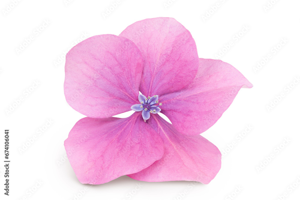 Pink Hydrangea flower isolated on white background Pink Hydrangea flower isolated on white background