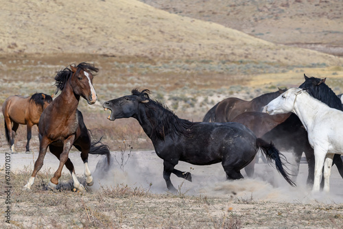Two members of the Onaqui wild Mustang horse herd in Utah