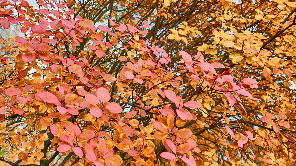 Branches with red leaves. the autumn frame. Branches with red leaves. the autumn frame.