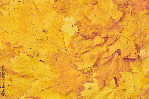 Top view of vibrant yellow maple leaves.