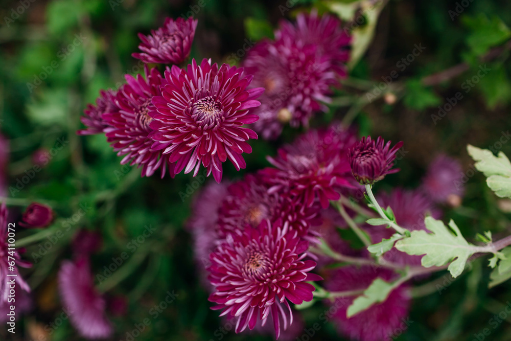 Burgundy purple chrysanthemums bloom in October garden. Fall flowers in blossom Burgundy purple chrysanthemums bloom in October garden. Fall flowers in blossom