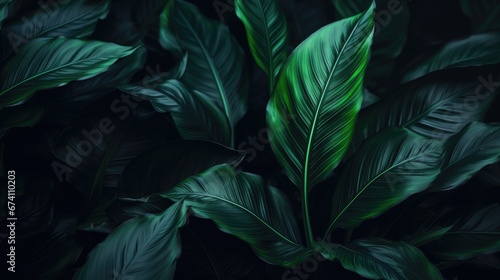 Banner with dark green leaves of a tropical plant