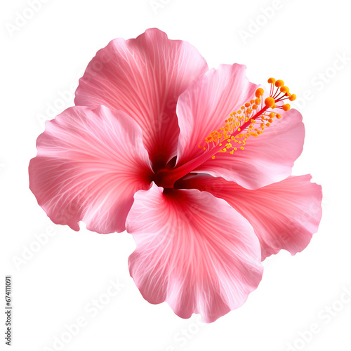 pink hibiscus flower isolated #674111091