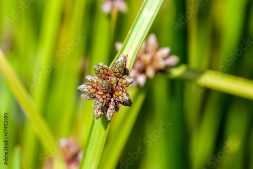 Flower of a bog bulrush, Schoenoplectiella mucronata photo