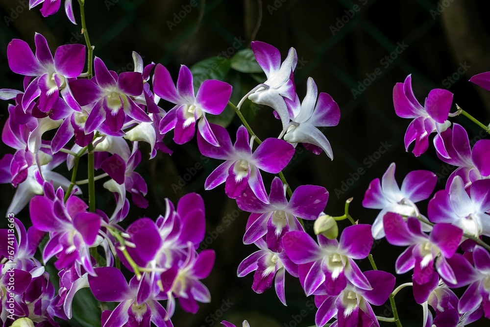 Flowers of the orchid Dendrobium sonia