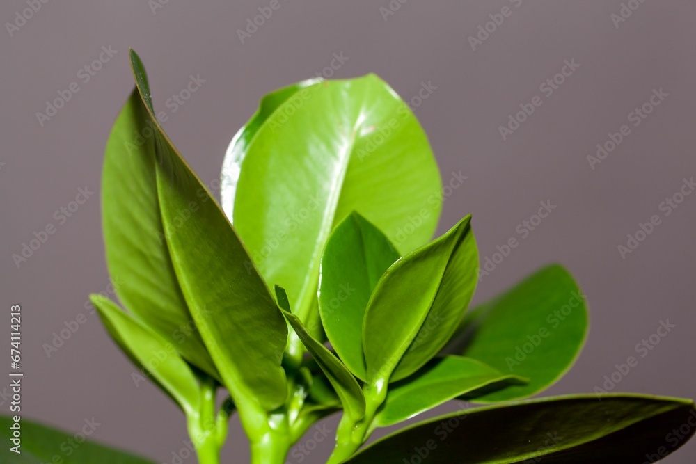 Leaves of a balsam apple, Clusia rosea Leaves of a balsam apple, Clusia rosea