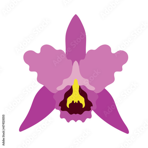 colombian orchid illustration