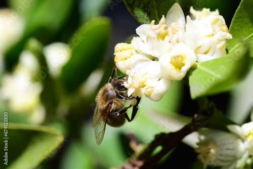 Apis mellifera