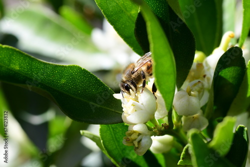 Apis mellifera