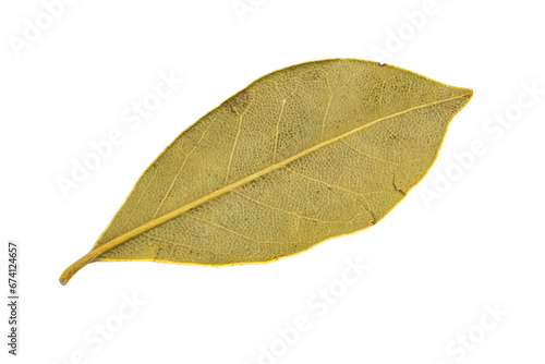 bay leaves on white isolated background © Krzysztof Bubel