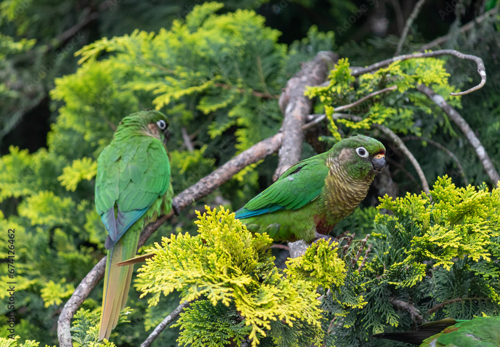 Obraz premium Enchanting Maroon-bellied parakeet, captured at the exact moment she reveals the wild beauty that surrounds us. 