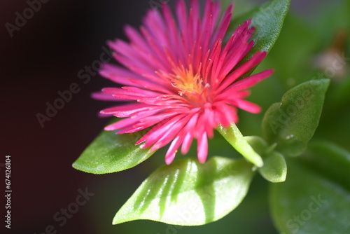 Aptenia cordifolia
