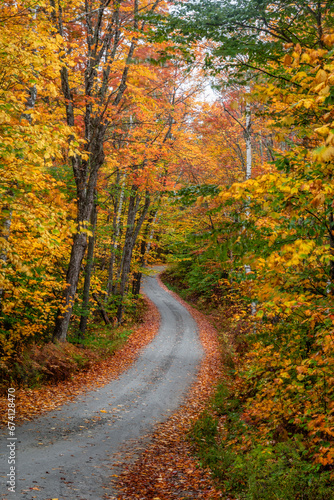 Winding road through a forest at autumn © Andrew S.