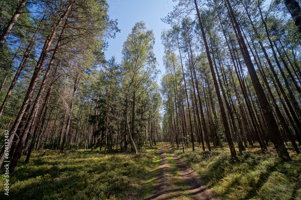 forest in spring , image taken in rugen, north germany, europe forest in spring , image taken in rugen, north germany, europe