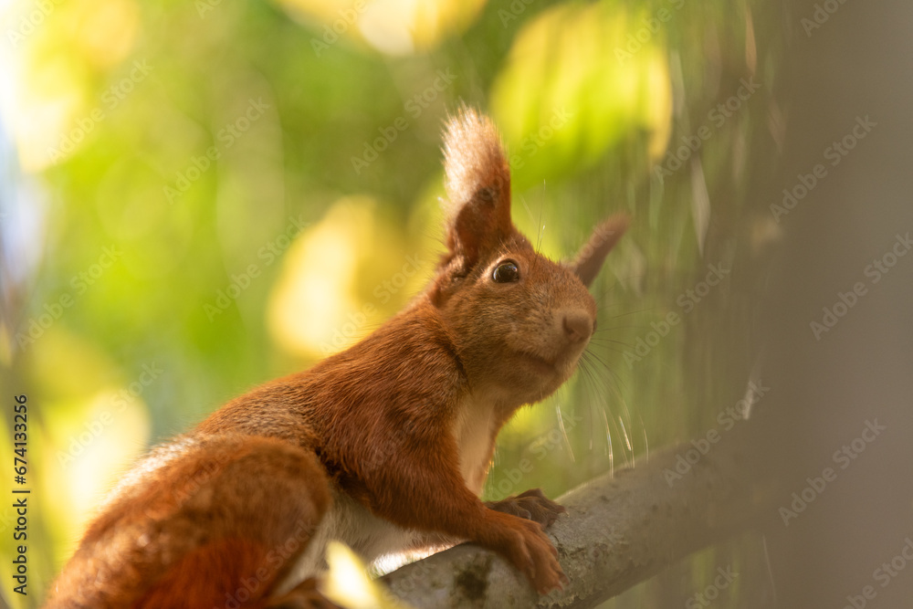 Squirrel close up at the sunny fall day. Squirrel close up at the sunny fall day.