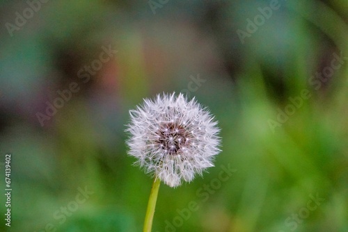 dandelion in grass, photo as a background , autumn colors in north italy