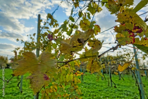 grapes in vineyard, photo as a background , autumn colors in north italy