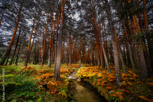"Scenic European forest with meandering brook in Sierra de Guadarrama, Spain.
