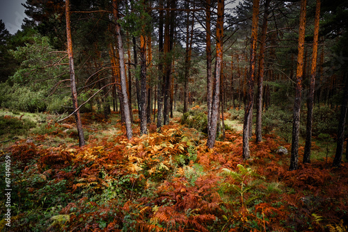 Pine forest with meandering autumn stream.