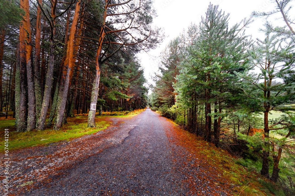 Autumn pine woods with a winding road. Autumn pine woods with a winding road.