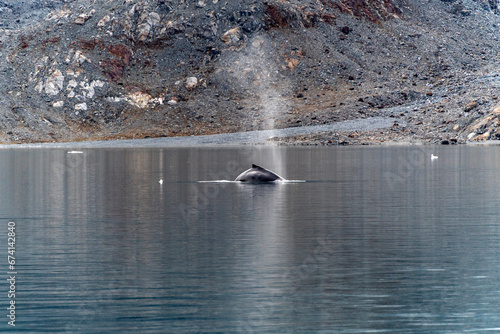 humpback whale on arctic ocean in Greenland photo