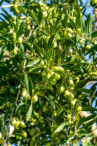 Olive tree branch loaded with olives ready to harvest. Heraklion, Crete, Greece.