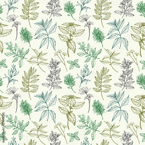 Culinary herbs seamless pattern with branches of basil, dill, oregano, rosemary, sage, mint, bay leaf. Repeating background with botanical engraved plants vector illustration. For print, card, textile
