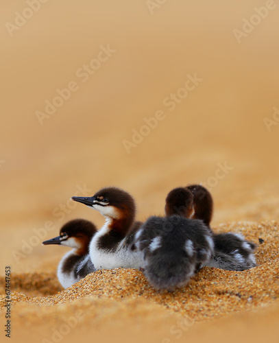 Merganser Ducklings Sitting Together on a Sandy Beach